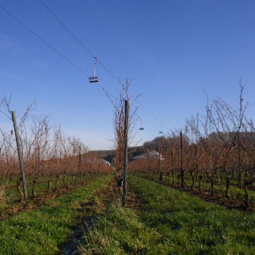 Heuvelland is erkend als Wijnbouwgebied